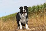 BORDER COLLIE 078